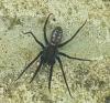 Segestria florentina